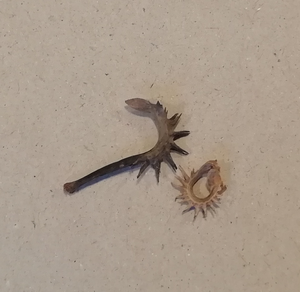 Zaadjes van een Akkerbloem, onderdeel van kunstzinnige oefening Afke Roggeveen - kunstzinnige therapie / art therapy / vaktherapie beeldend / beeldende therapie